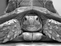 Sulcata tortoise Royalty Free Stock Photo