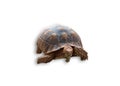 Sulcata tortoise, African spurred tortoise isolated on white Royalty Free Stock Photo