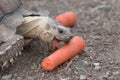 Sulcata Tortoise