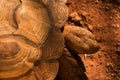 Sulcata tortoise head from aerial view Royalty Free Stock Photo