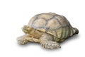 Sulcata Tortoise isolated on white background. Royalty Free Stock Photo