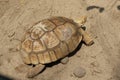 Sulcata tortoises are in great demand as pets, because they are unique. Royalty Free Stock Photo