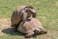 Sulcata Tortoise