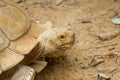 Sulcata Tortoise`s head