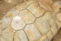 Sulcata Tortoise`s shell