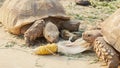 Sulcata tortoises eating raw corn on ground