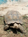 Sulcata turtle on ground Royalty Free Stock Photo