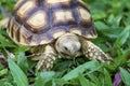 Sulcata turtle, Tortoise in green grass; baby turtle Testudo hermanni eating and walking on fresh grass Royalty Free Stock Photo