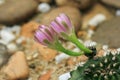 Sulcorebutia Gerosenilis in the beautiful nature