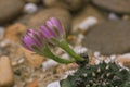 Sulcorebutia Gerosenilis in the beautiful nature