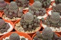 Sulcorebutia Rauschii ,Cactus planted in red pots in the nursery