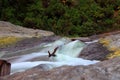 Sulfide waterfall at kawa ijen Indonesia Royalty Free Stock Photo