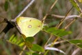 Sulfur butterfly (colias philodice) Royalty Free Stock Photo