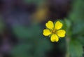 Sulfur Cinquefoil Potentilla recta