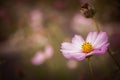 Sulfur Cosmos flower in a garden in cinematic tone with vignettes