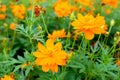 Sulfur Cosmos Orange or Yellow Cosmos is a yellow flower, Can be used as a background image