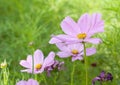 Sulfur Cosmos Purple