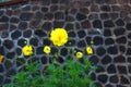 Sulfur cosmos (Cosmos sulphureus). Beautiful yellow flower in the garden Royalty Free Stock Photo