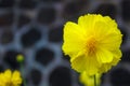 Sulfur cosmos (Cosmos sulphureus). Beautiful yellow flower in the garden Royalty Free Stock Photo