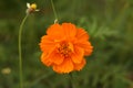 Sulfur cosmos, Cosmos sulphureus and spanish needle flower at Pollachi, Tamil Nadu, India