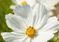 Sulfur Cosmos white Flower Royalty Free Stock Photo