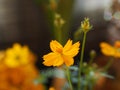 Sulfur Cosmos or Yellow Cosmos, Compositae flower springtime in garden on blurred of nature background Royalty Free Stock Photo