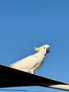 Sulfur-crested cockatoo on rooftop with blue sky. Royalty Free Stock Photo