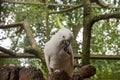 Sulfur-crested cockatoo standing in a tree biting his leg