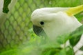 Sulfur-crested Cockatoo in a zoo cage Royalty Free Stock Photo