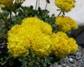 Sulfur Flowered Buckwheat Royalty Free Stock Photo