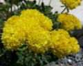 Sulfur Flowered Buckwheat Royalty Free Stock Photo