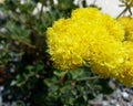 Sulfur Flowered Buckwheat Royalty Free Stock Photo