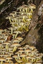 Sulfur head mushroom colony Royalty Free Stock Photo