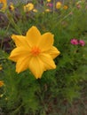 sulfur kenikir flowers or with the scientific name: Cosmos sulphureus