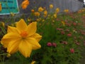 sulfur kenikir flowers or with the scientific name: Cosmos sulphureus