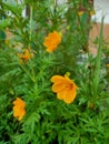 Sulfur marigold ornamental plant