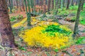 Sulfur source in Lusatian Mountains in autumn