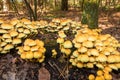 Sulfur tuft mushrooms in the forest