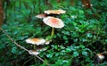 Sulfur tuft mushrooms Hypholoma fasciculare