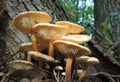 Winter Mushrooms under a tree in the autumnal forest. Royalty Free Stock Photo