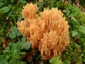 Sulfur yellow coral, mushroom, orange, Schwefelgelbe Koralle Royalty Free Stock Photo