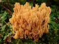 Sulfur yellow coral, Schwefelgelbe Koralle, Mushroom, Forest, Fall Royalty Free Stock Photo