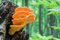 Sulfur-yellow fungus Laetiporus Sulphureus grows on stumps in the woods Royalty Free Stock Photo