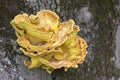 Sulfur, yellow fungus Sulphureus grows on the woods Royalty Free Stock Photo