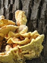 The sulfur-yellow tinder (Latin Laetiporus sulphureus) Royalty Free Stock Photo