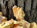 The sulfur-yellow tinder (Latin Laetiporus sulphureus) Royalty Free Stock Photo