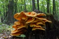 The sulfur-yellow tinder Latin Laetiporus sulphureus is a fungus grown on a tree, a yellowish mushroom Royalty Free Stock Photo