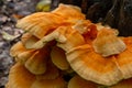 The sulfur-yellow tinder Latin Laetiporus sulphureus is a fungus grown on a tree, a yellowish mushroom Royalty Free Stock Photo