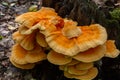 The sulfur-yellow tinder Latin Laetiporus sulphureus is a fungus grown on a tree, a yellowish mushroom Royalty Free Stock Photo