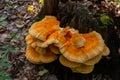 The sulfur-yellow tinder Latin Laetiporus sulphureus is a fungus grown on a tree, a yellowish mushroom Royalty Free Stock Photo